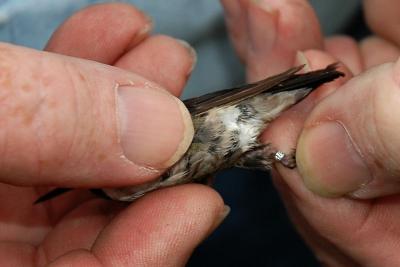 The small band on the bird's right leg