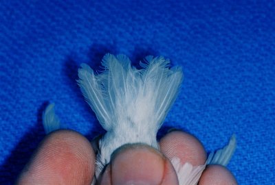 8073-R1-15-17A_016a.jpg
