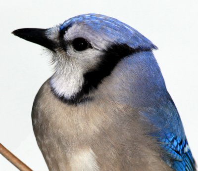 100% crop