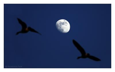 Moon and Geese