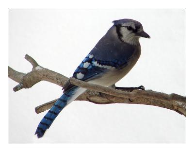 Blue Jay