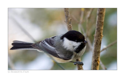 Chickadee