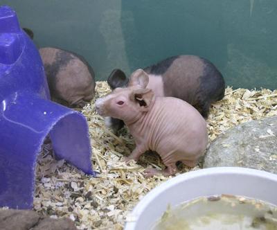 Skinny Pigs