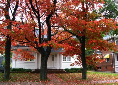 Wonderful Fall Trees