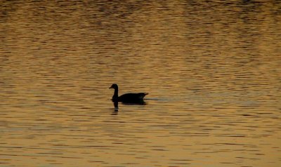 Canada Goose