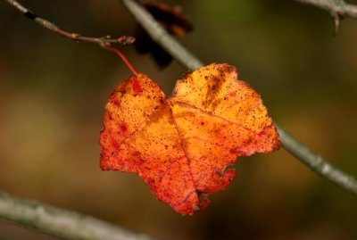 Alone On The Branch