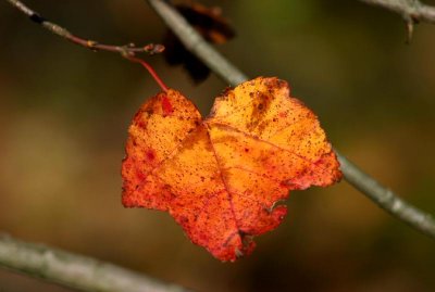 Alone On The Branch