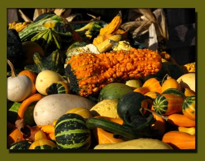 Fascinating Gourds