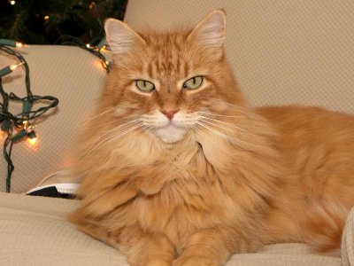 Loving Ginger