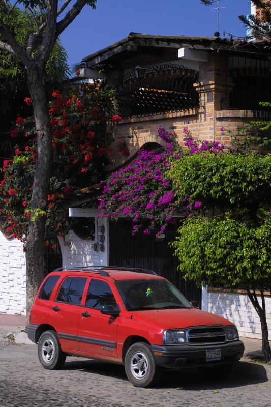 bouganvillea