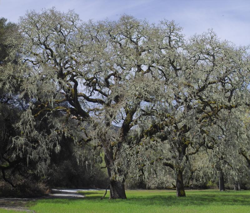 access road to  crystal springs reservoir (san andreas lake)