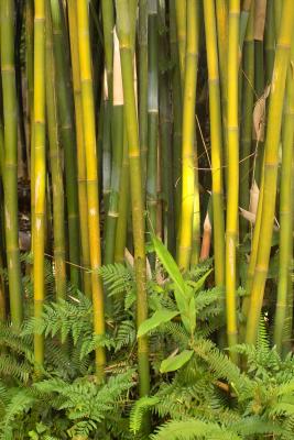bamboo and ferns