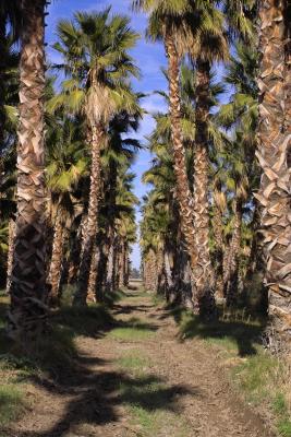 date palm roadway