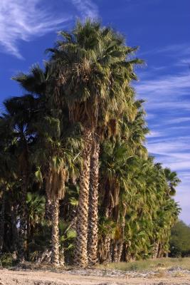 date palms