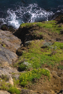 point sur cliff plants