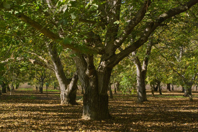 walnut grove