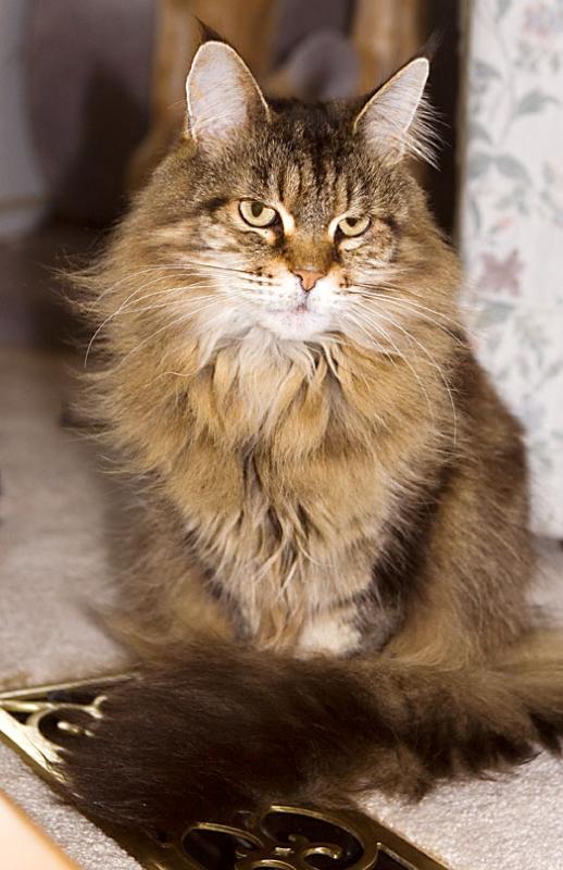 Queen Fiona