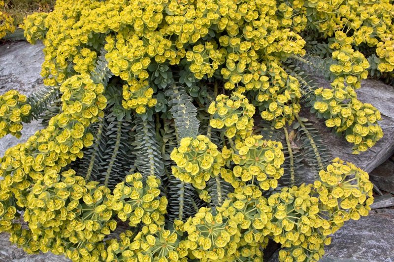 Euphorbia