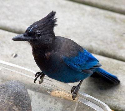 Stellar Jay