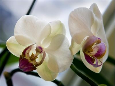 Orchids