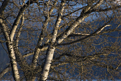 Signs of Spring