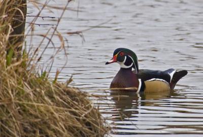 Male Wood Duck