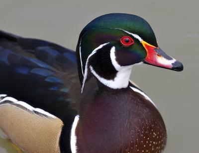 Male Wood Duck Close-up