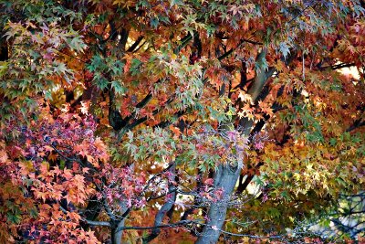 Leaves of Many Colors