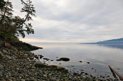 Tug pulling logs off in the distance