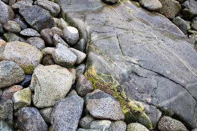 Snails and barnacles on the rocks