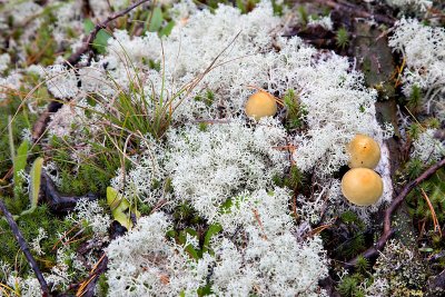 Lichen and Musrooms