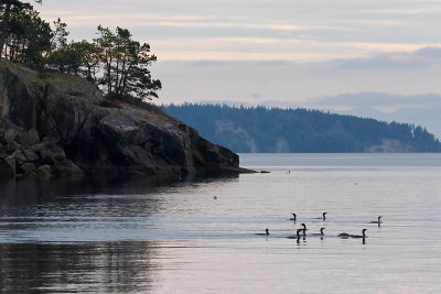 Cormorants