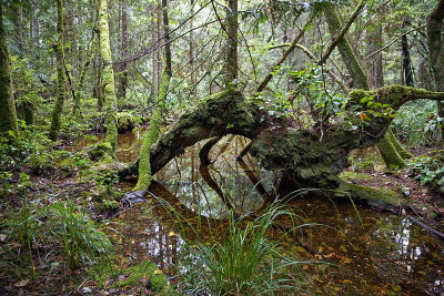 Wetland in the woods near the cabin