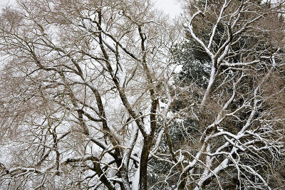 Black and White Tree