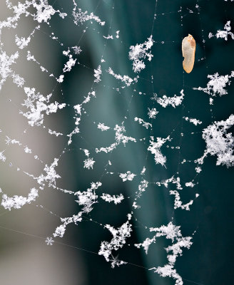 Snowflakes on a Web