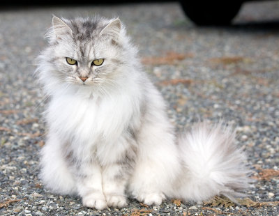 Neighbor Cat