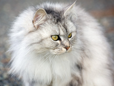 Neighbor Cat