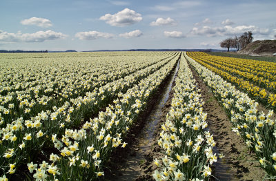 Daffies in bloom