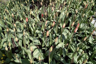 Tulips are late this year