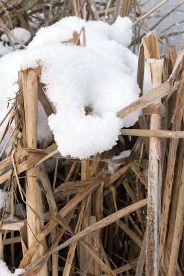 Snow on the reeds