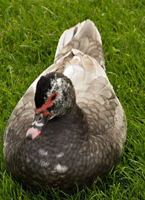 Muscovy Duck (I think)