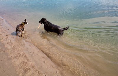 Dogs at Play