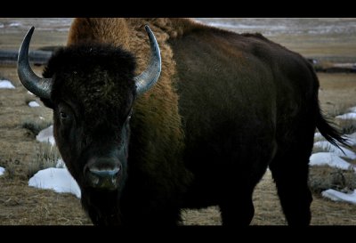 Buffalo outside of Gillette