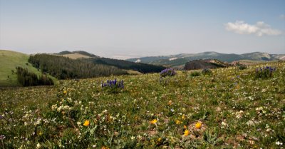 Wildflowers, Northeast Wyoming