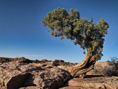 Utah Juniper #1