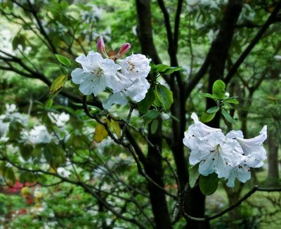 Blossoms