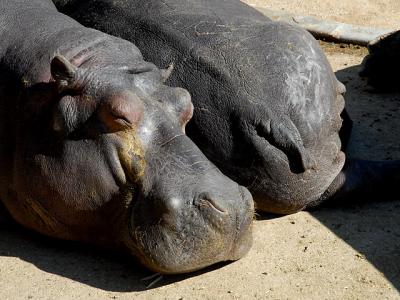 Mamma Hippo and Baby Popotama