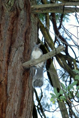 Madrona Squirrel