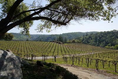 Gold Hill Winery