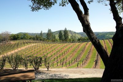 Gold Hill Winery